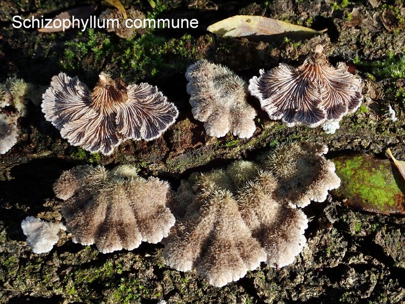 Schizophyllum commune-amf1761-1.jpg - Schizophyllum commune ; Syn: Schizophyllum alneum ; Nom français: Schizophylle commun